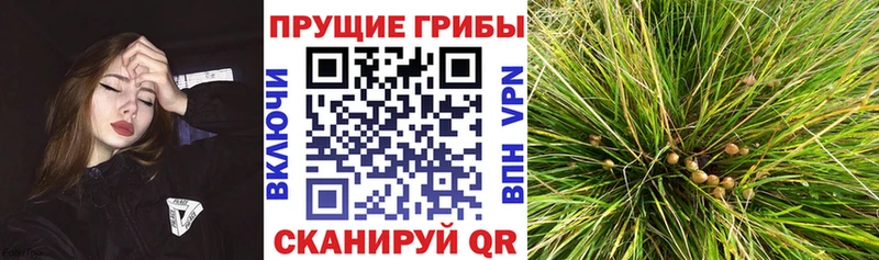 Псилоцибиновые грибы Psilocybine cubensis  MEGA tor  Боготол 